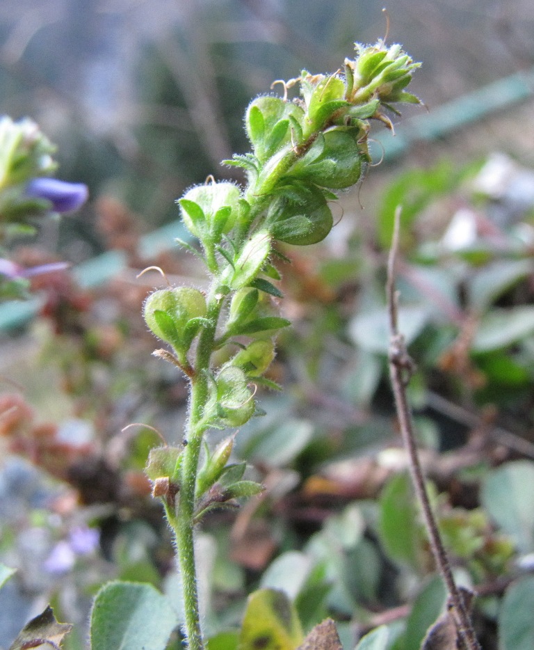 Veronica officinalis